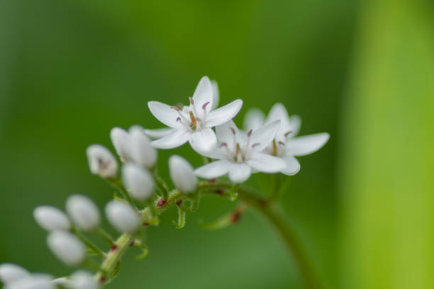 istock Close-up of lysimachia clethroid flowers 1347650805