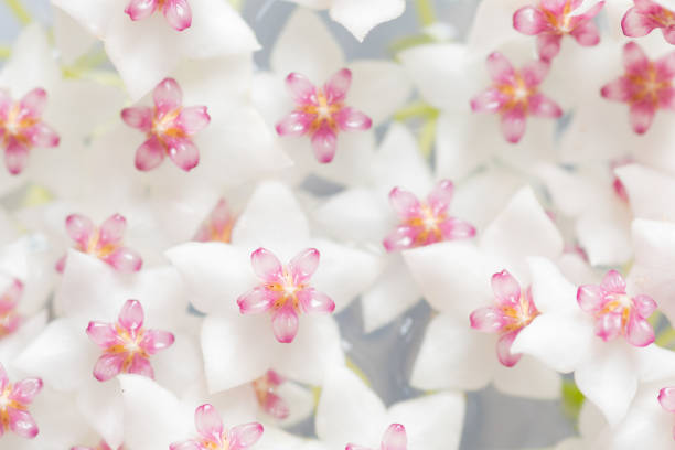 Star-shaped hoya carnosa wallpaper material