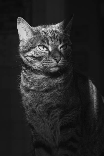 istock Portrait of a cat 1347651895