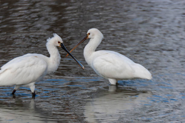istock Eurasian Spoonbill (Platalea leucorodia) perched in lake 1347652183