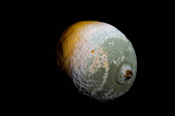 istock Lemon with mold that looks like the moon 1347653183