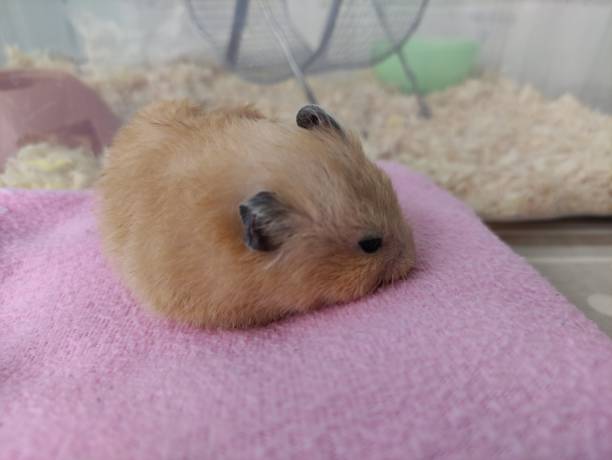 istock Cute Syrian hamster sleeps on the pink blanket 1347653202
