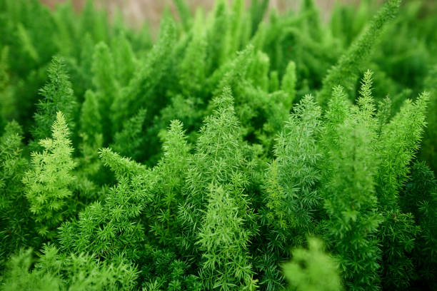 istock A close-up of a green plant 1347653216