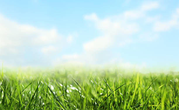 istock Lush green grass outdoors on sunny day 1347654685