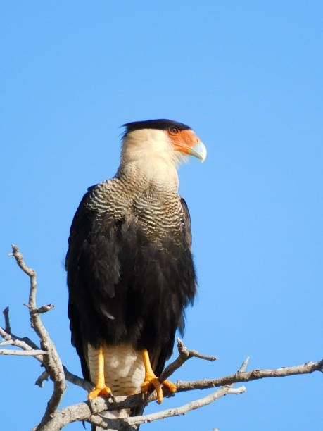 Carcará Carcará, bird of prey from the midwest of Brazil crested caracara stock pictures, royalty-free photos & images