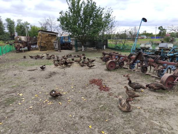 istock Domestic ducks in the farm yard 1347654765