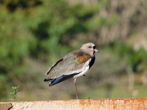 istock I want to bird 1347654839