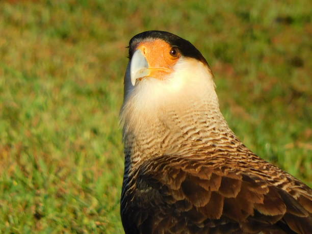 Carcara Carcará, bird of prey from the midwest of Brazil crested caracara stock pictures, royalty-free photos & images