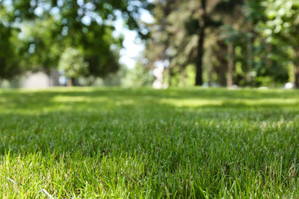 istock Green lawn with fresh grass in park 1347654868