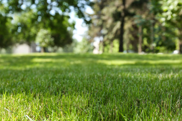 green lawn with fresh grass in park - ukraine grass bildbanksfoton och bilder