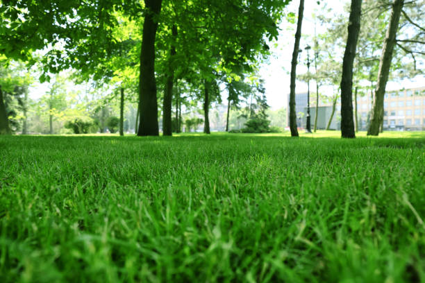istock Green lawn with fresh grass in park 1347654869