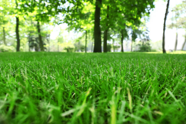 istock Green lawn with fresh grass in park 1347654888