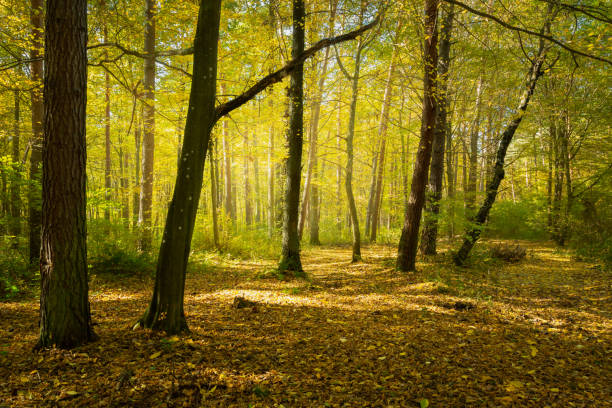 istock Sunlight in the autumn forest and fallen leaves 1347654909