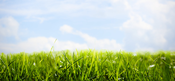 Lush green grass outdoors on sunny day. Banner design