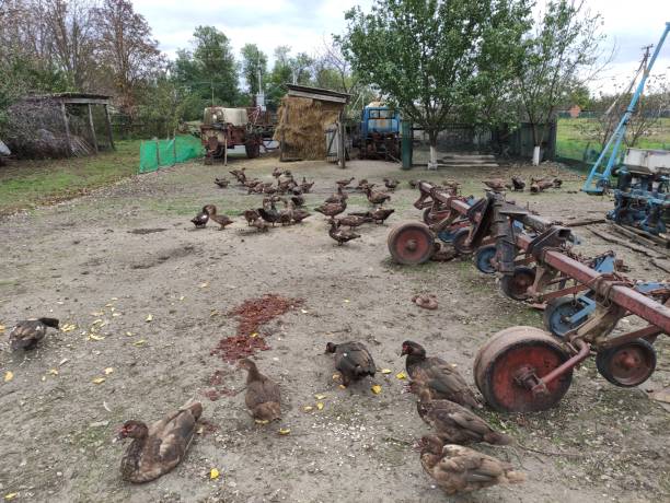 istock Domestic ducks in the farm yard 1347655039