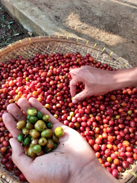 istock Red cherry of coffee beans 1347655110