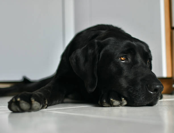 istock Nostalgic black labrador dog laying 1347656135