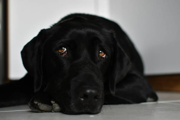 istock Nostalgic black labrador dog laying 1347656138