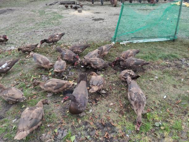 istock Brown ducks walk in the farm yard 1347656141