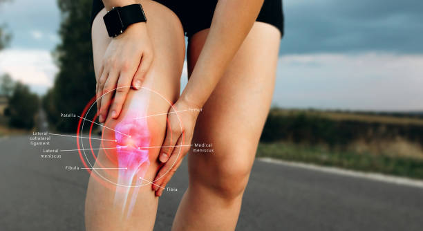 diagrama anatómico de la articulación de la rodilla humana, esquema médico. plantilla de información educativa. - cruciate ligament fotografías e imágenes de stock