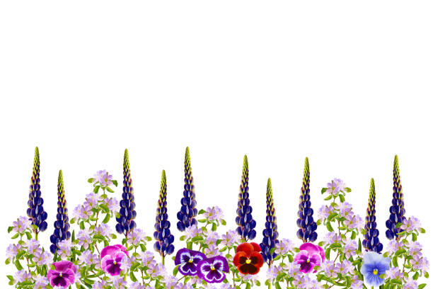 Natural floral background of vibrant flowers. summer wildflower bud. Nature