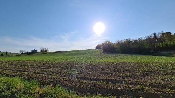 istock The sun and a green agricultural field 1347658677
