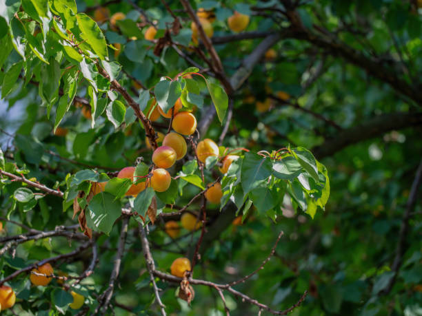 istock apricot tree fresh apricots hanging on the branches 1347661439