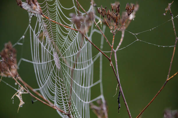 spider web with dew drops spider web with dew drops spinning web stock pictures, royalty-free photos & images