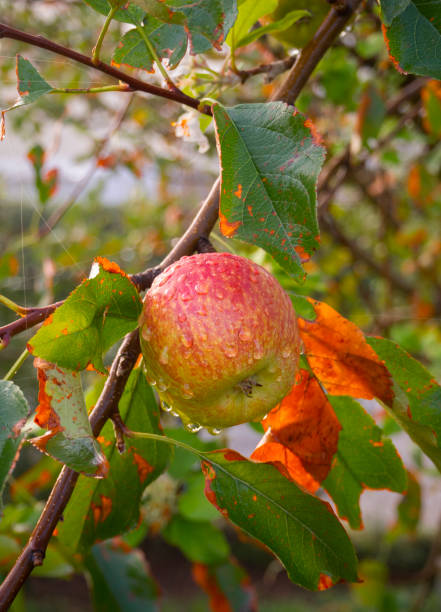 istock Red Fuji apples on a tree branch close up 1347661767