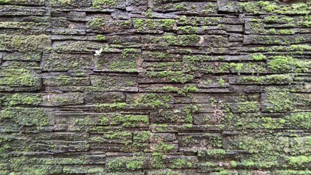 istock Photo of wall with moss 1347662199