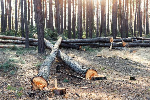 istock Felling big coniferous pine tree logs at forest landscape. Industrial commercial deforestation. Nature disaster and environment danger concept. Sustainable resources illegal overexploitation crime 1347662995