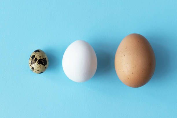 Three type of different birds eggs isolated on blue paper background. Various size and kind choice concept. Quail, egg and turkey eggs nutrients comparison. Segregation and equlty