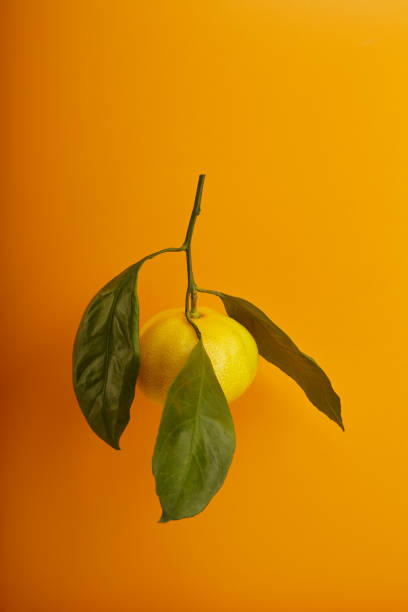 Tangerine fruit with leaves levitating on orange background