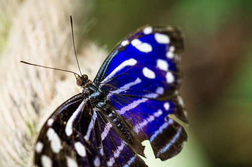 Close up color image depicting a Common Mormon (papilio polytes) butterfly sitting. Focus is sharp on the butterfly while the background is nicely defocused, allowing room for copy space.