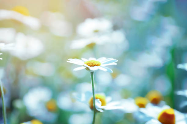 istock Beautiful chamomile flowers growing in field, closeup 1347663630