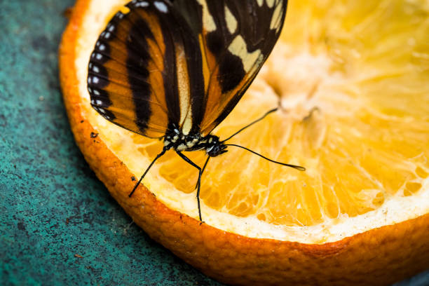istock Tropical Butterfly Macro Close Up 1347663671