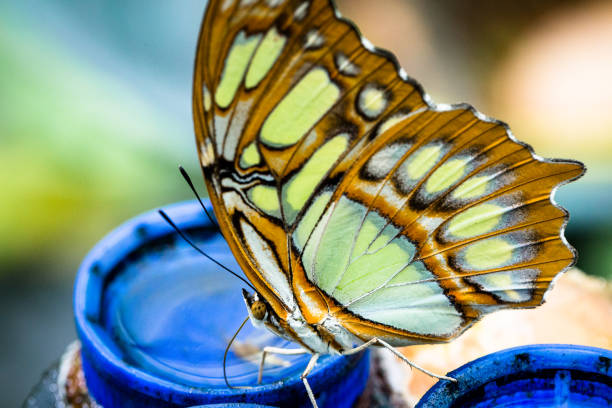 Green butterfly sitting on a tropical plant