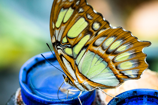 Close up color image depicting a Common Mormon (papilio polytes) butterfly sitting. Focus is sharp on the butterfly while the background is nicely defocused, allowing room for copy space.