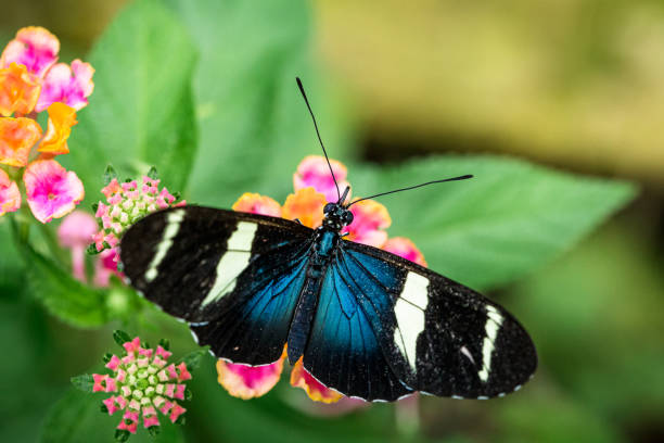 istock Tropical Butterfly Macro Close Up 1347663794