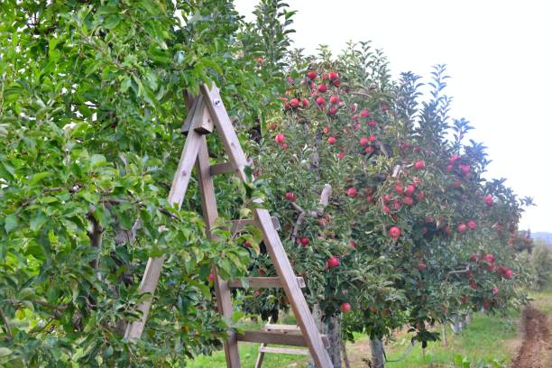 istock ladder and trees with red apples in an orchard 1347663956