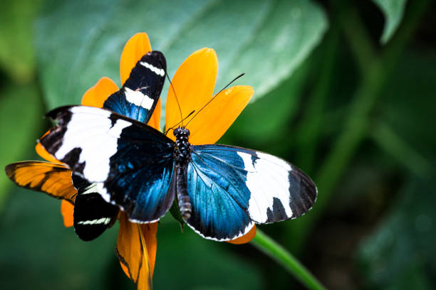 istock Tropical Butterfly Macro Close Up 1347664022