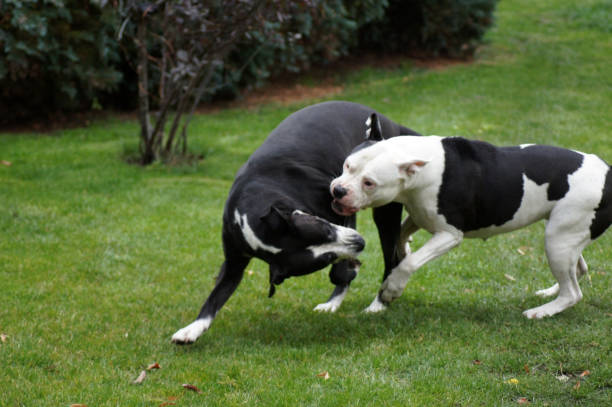 istock Dogs Bulldogs playing dog fighting 1347666605