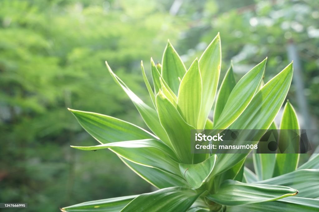 Dracaena fragrans planta no jardim da natureza - Foto de stock de Dracaena royalty-free Dracaena fragrans planta no jardim da natureza - Foto de stock de Dracaena royalty-free