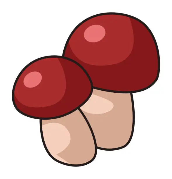 Vector illustration of Cep mushrooms. Penny bun, porcino or porcini fungus