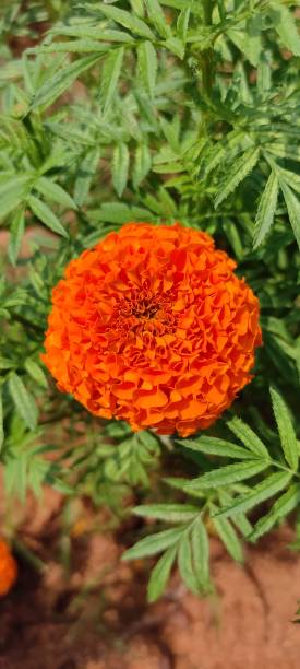 istock Natural green park plant and flowers beutiful landscape background image 1347667254