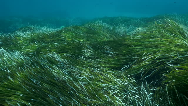 Dense thickets of green marine grass Posidonia, on blue water background. Camera moving forwards above green seagrass Mediterranean Tapeweed or Neptune Grass (Posidonia). 4K - 60 fps. Cyprus