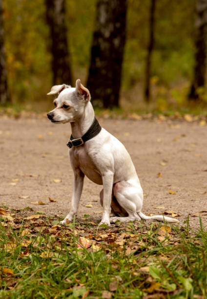 istock A sad little white dog is sitting on the green grass. 1347668019