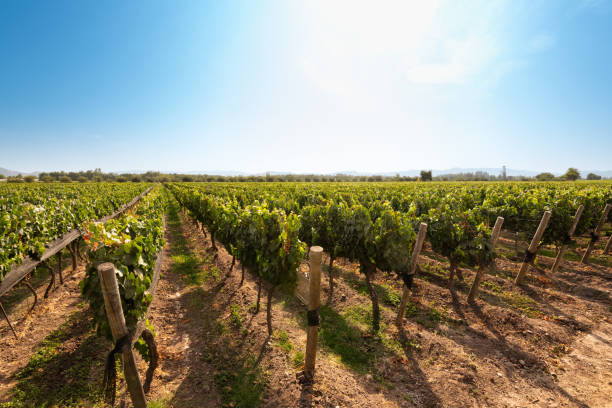 istock Vineyard at Colchagua valley 1347669322