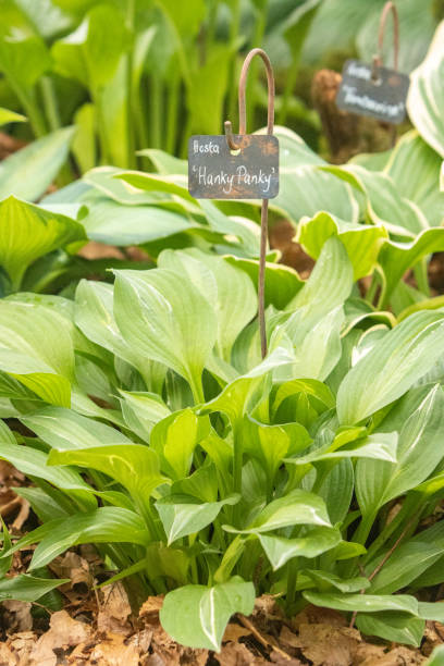 istock Hosta 'Hanky Panky' in London, England 1347670175