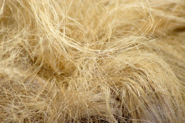 Close-up of hemp wool, sealing hemp, insulation, crony Close-up of hemp wool, sealing hemp, insulation, crony palm fiber stock pictures, royalty-free photos & images